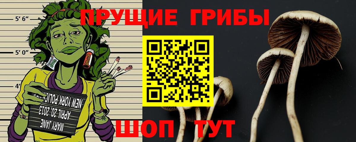 Псилоцибиновые грибы прущие грибы  наркотики  Елизово  Вход с VPN 